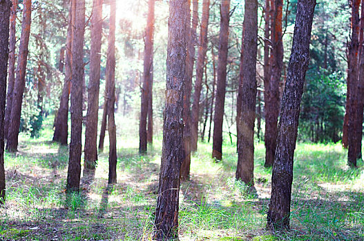 松树,树林,早晨,太阳