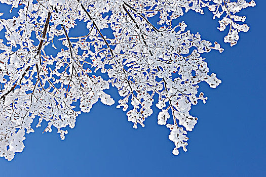 积雪,枝条,酸橙树,瑞士