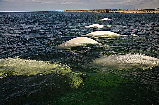 白鲸,靠近,河口,哈得逊湾,加拿大