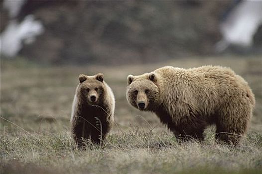 大灰熊,棕熊,一岁,草,德纳利国家公园和自然保护区,阿拉斯加