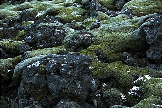 特写,苔藓,火山岩,冰岛