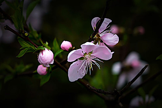 桃花,桃花盛开