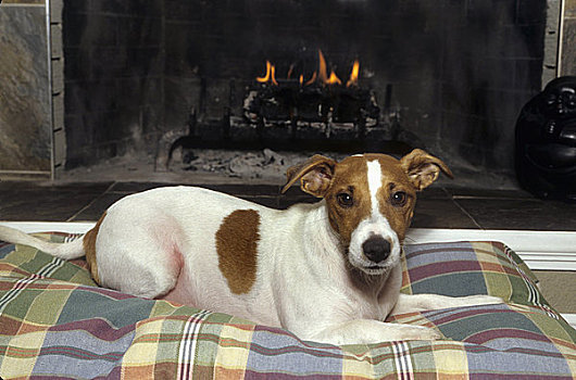 杰克罗素狗,休息,正面,壁炉