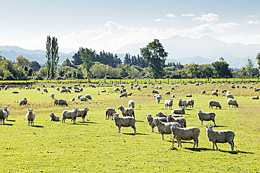 草场,动物,夏天,新西兰