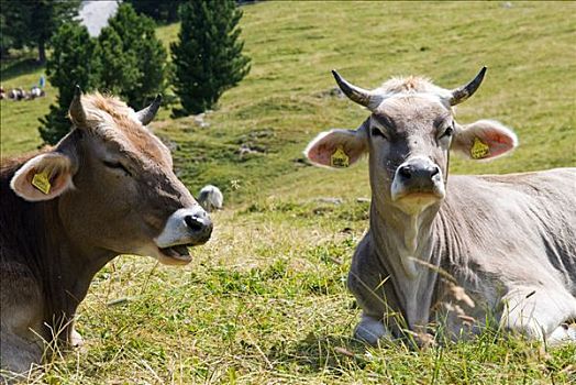 两个,母牛,休息,高山牧场,意大利,欧洲