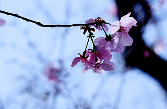 北京玉渊潭公园盛开的樱花