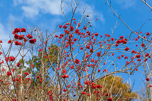 荚莲属植物,浆果,叶子,户外,冬天,红色浆果,红色,晴天