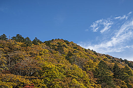 秋叶,高山,岐阜,日本