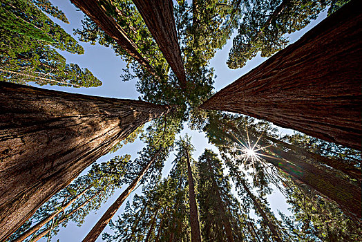 巨杉,树,美洲杉,国王峡谷,国家公园,内华达山脉,加利福尼亚,美国