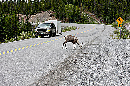 一个,有角,雌性,高山石羊,吃,盐,姿势,交通,危险,阿拉斯加公路,湖,省立公园,不列颠哥伦比亚省,加拿大