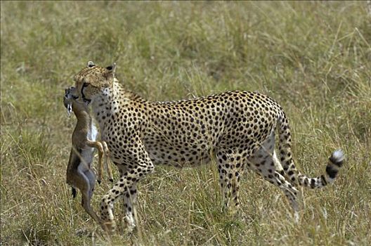 印度豹,猎豹,杀死,瞪羚,马赛马拉,肯尼亚
