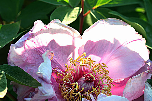 植物园,春天,花开,花朵,鲜花,鲜艳,牡丹花,副本