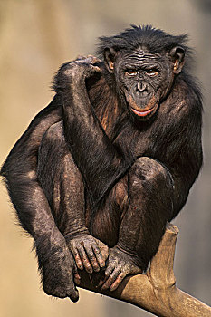 倭黑猩猩,刚果