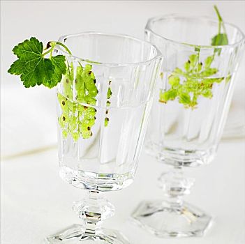 两个,玻璃杯,水,绿色,醋栗