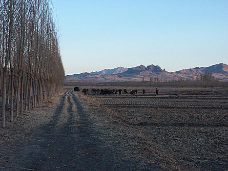 乡村景观,树林,牧群