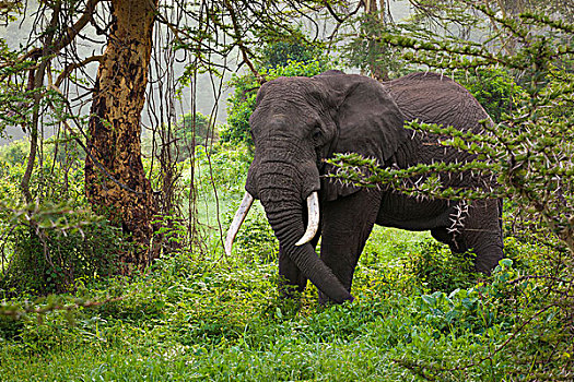 非洲象,恩戈罗恩戈罗,保护区,坦桑尼亚