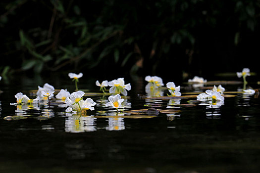 海菜花