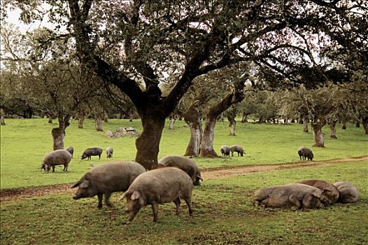伊比利亚,猪,靠近,巴达霍斯省,埃斯特雷马杜拉,西班牙