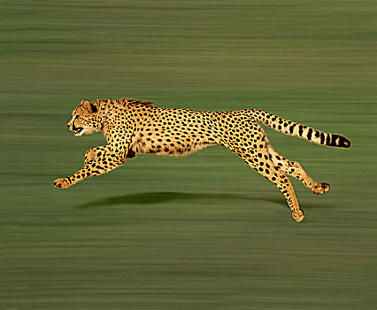 印度豹,猎豹,成年,跑