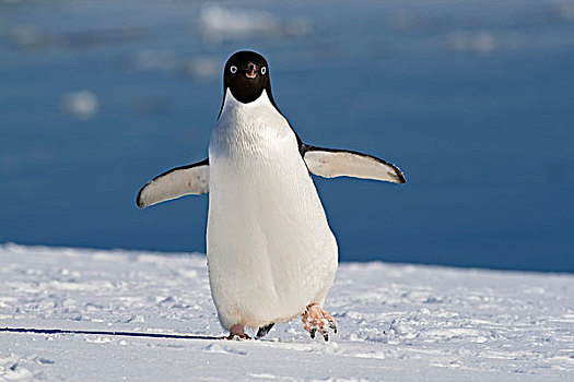 阿德利企鹅,走,冰,南极