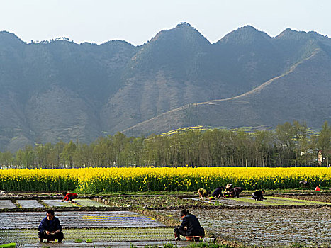 陕西汉中油菜花等