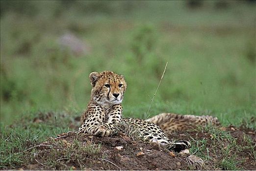 卧,印度豹,猎豹,猫科动物,哺乳动物,马赛马拉,肯尼亚,非洲,动物