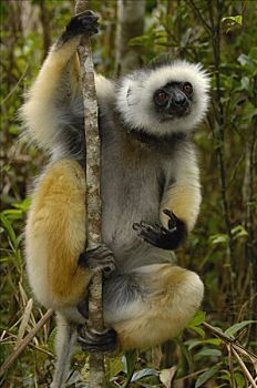 冕狐猴,国家公园,马达加斯加