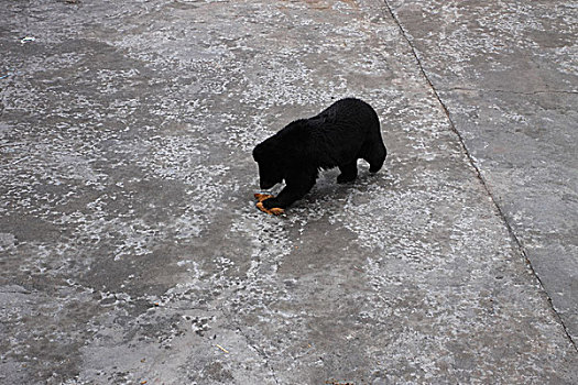 黑熊捕食