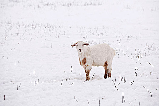 羊羔,雪地