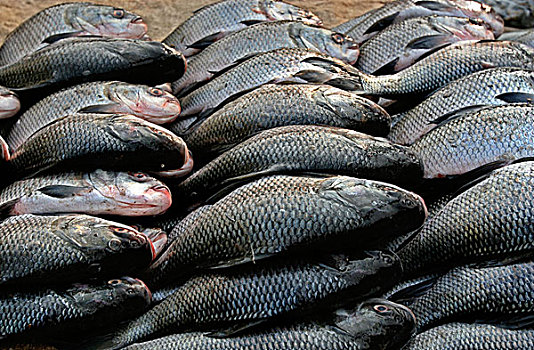 种类,鱼,批发,市场,达卡,孟加拉,2007年