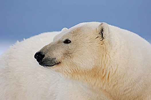 北极熊,侧面,北极圈,国家野生动植物保护区,阿拉斯加