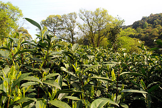 茶文化,杭州,龙井,梅家坞,茶园