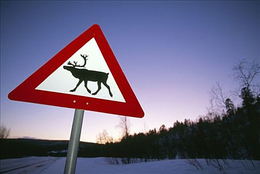 驯鹿,交通,警告,路标,挪威