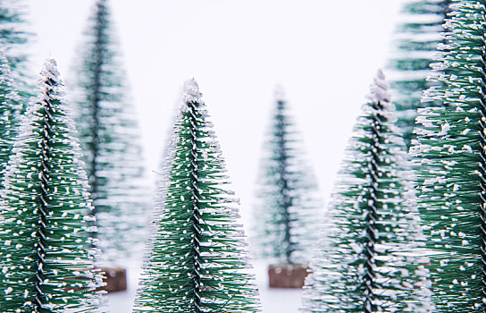 白色背景中的圣诞树雪松模型