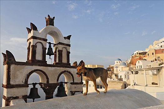 狗,钟楼,锡拉岛,希腊