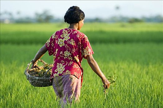 农民,女人,除草,稻田,省,柬埔寨
