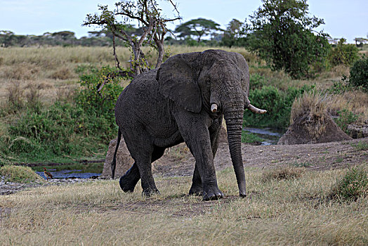 非洲象肯尼亚坦桑尼亚塞伦盖蒂大草原