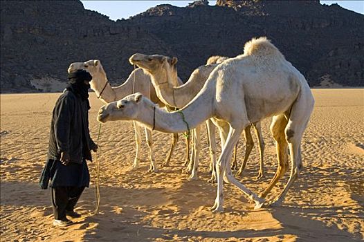 黑色,柏柏尔人,游牧,三个,白色,骆驼,站立,沙漠,沙子,岩石,山,利比亚,北非