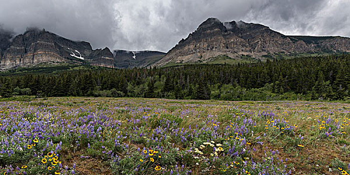 野花,地点,山脉,背景,许多,冰河,冰川国家公园,蒙大拿,美国