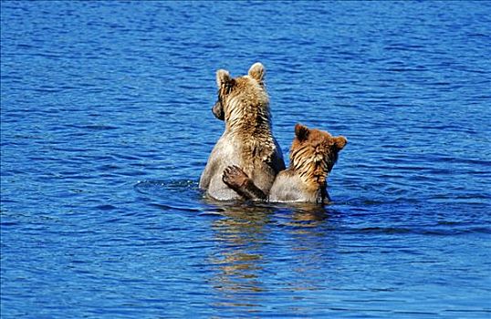 棕熊,熊,站立,湖,等待,三文鱼,卡特麦国家公园,阿拉斯加