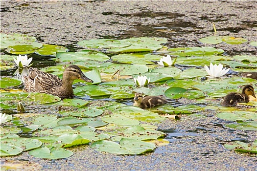 鸭子,家族,水塘