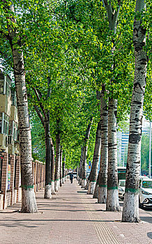 高大的白杨树与整洁的人行道