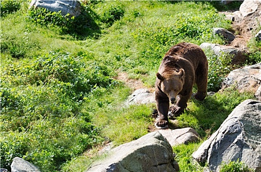 棕熊,姿势,石头
