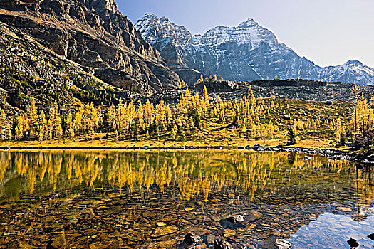 落叶松,欧哈拉湖,幽鹤国家公园,不列颠哥伦比亚省,加拿大
