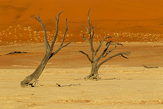 枯木,索苏维来地区,纳米布沙漠,纳米比沙漠,公园,纳米比亚,非洲