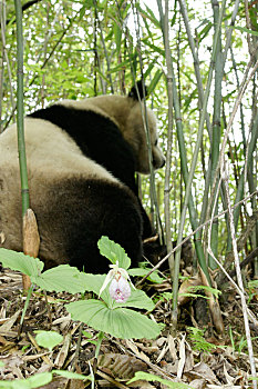 大熊猫和扇脉杓兰