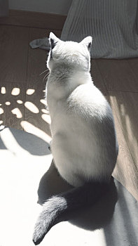 阳光下的猫咪