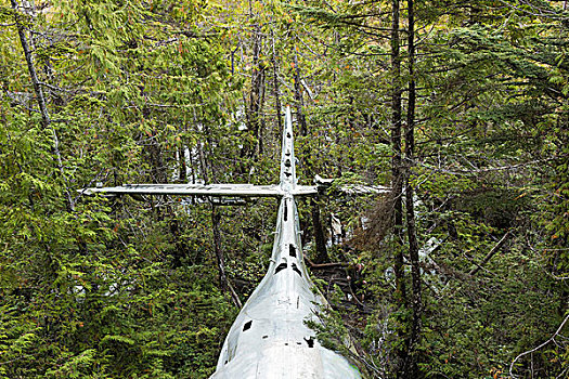 二战,飞机,残骸,雨林,环太平洋国家公园,温哥华岛,不列颠哥伦比亚省,加拿大