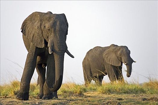 非洲象,公牛,乔贝国家公园,博茨瓦纳,非洲