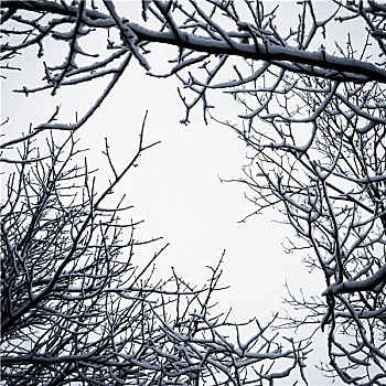 冬天,树,概念,照片